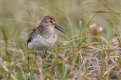 Western Sandpiper